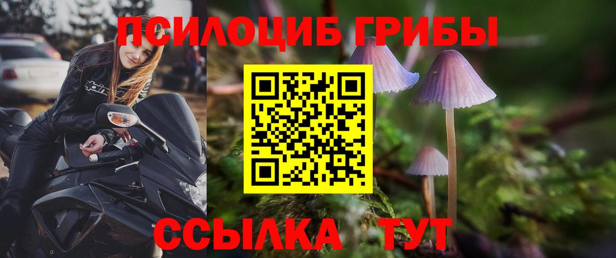 Галлюциногенные грибы Psilocybe Камышлов